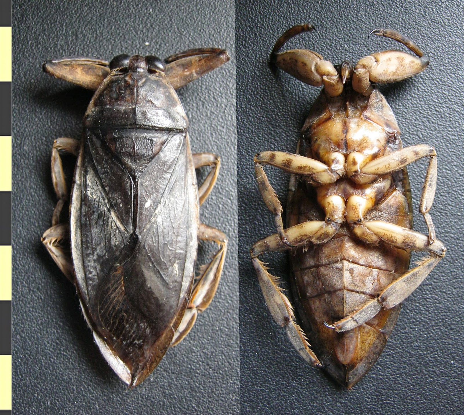 Nepoidea Variety of Life