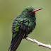  Invitan a exposición “Memoria con Alas”, 50 fotografías de bellas aves peninsulares