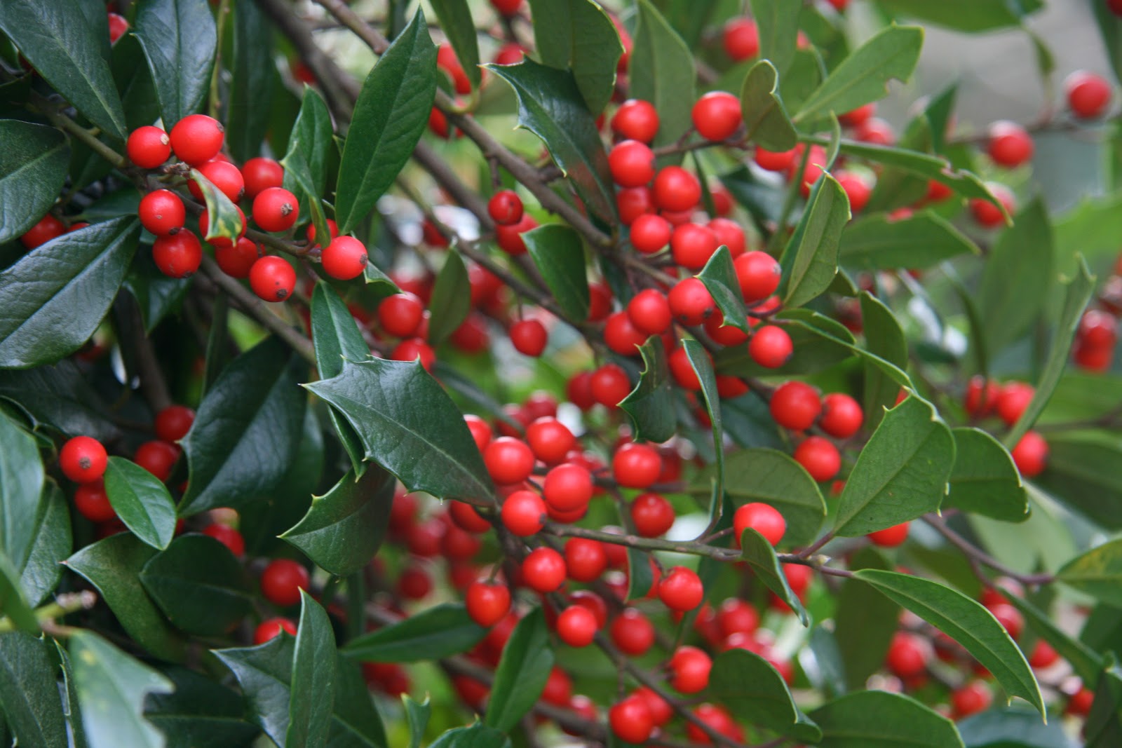 to the Pitt County Arboretum Holly Berries at the Arboretum