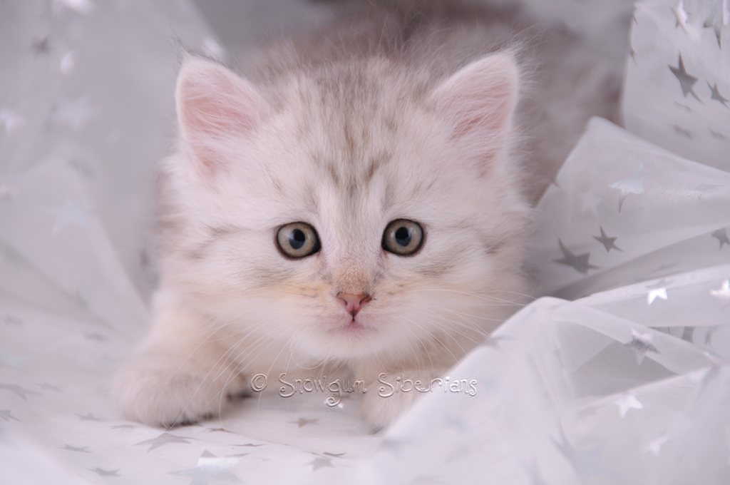 Snowgum Siberian Cats  and Kittens  Too  cute  