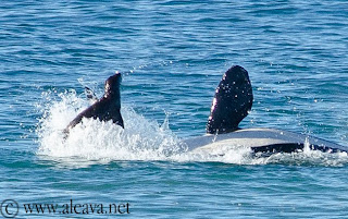 orca jugando con un lobito en Punta Norte