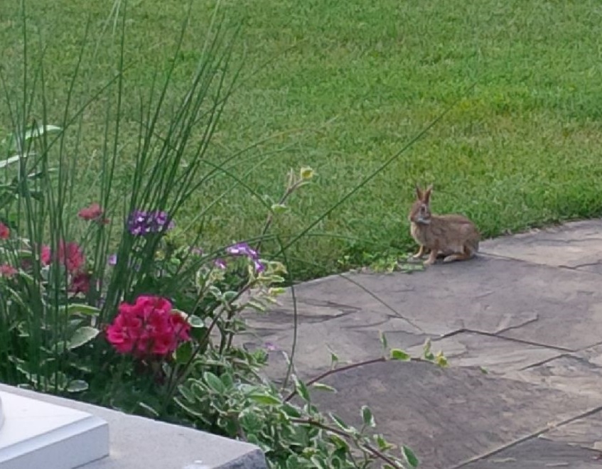 A Bevy of Bunnies (or how prolific rabbits really are) by Kate James
