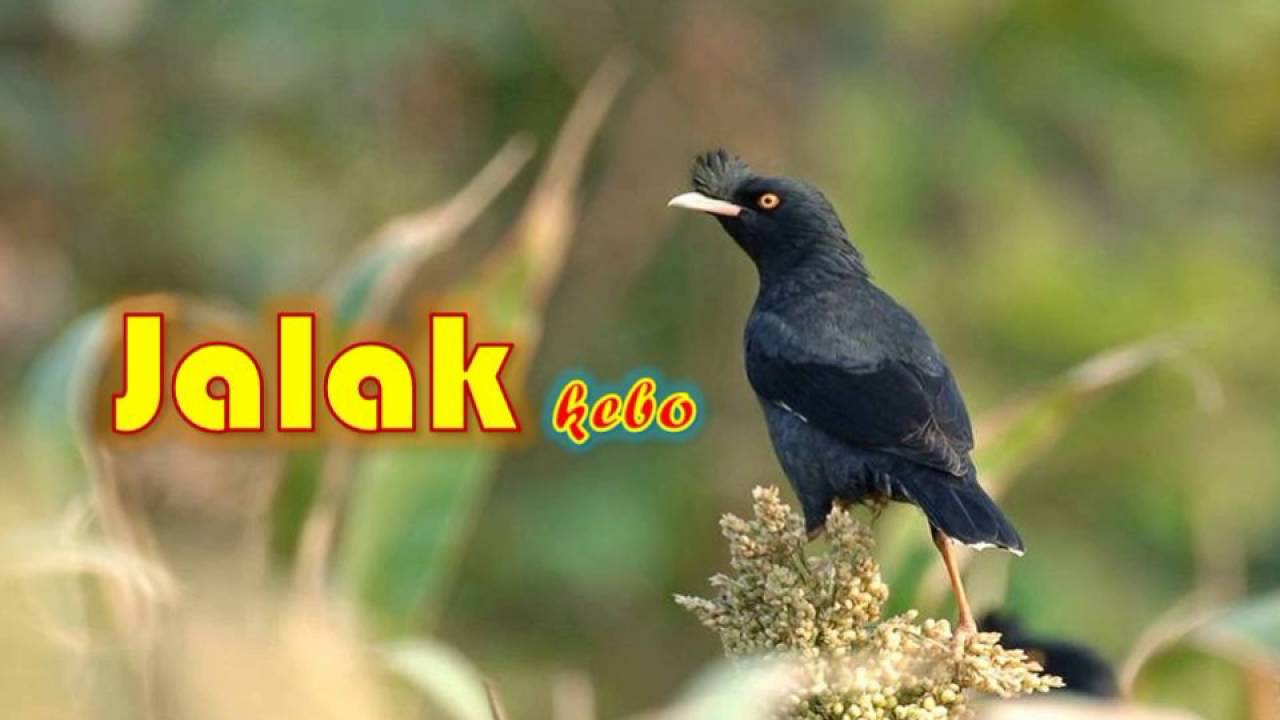 Langkah Mudah Merawat Burung Jalak Kebo Tips Burung Kicau