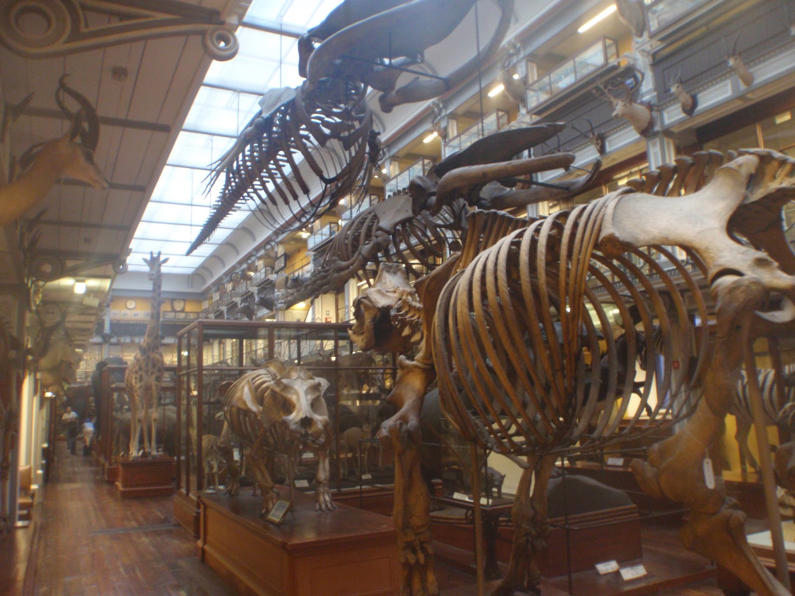 Dispatches from Dublin The dead zoo