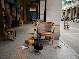 two chickens tied to a chair in Wuzhou