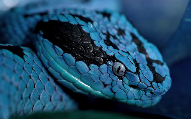 Close up foto van een blauwe slang