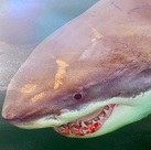 East Central Florida Has Most Shark Attacks In U.S.