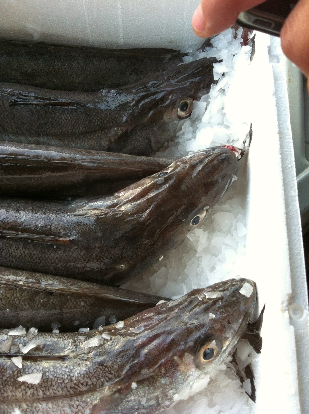 Aprende a diferenciar el pescado fresco del que no lo es - Mariscos O Grove