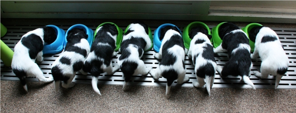 Cuatro patas: STABYHOUN / PERDIGUERO FRISÓN