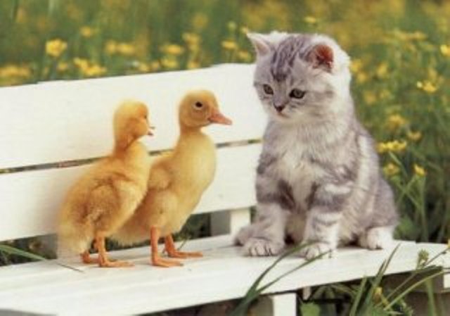 ZIDAN ANAK TINGGAR JAMBE DOT COM: Aneka Gambar Kucing, Tapi Bukan