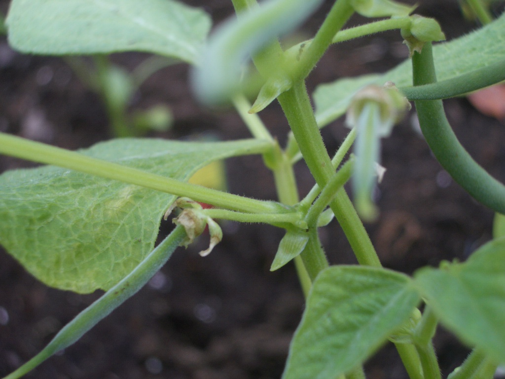 Growing Food for Fun Green Beans and Cucumbers