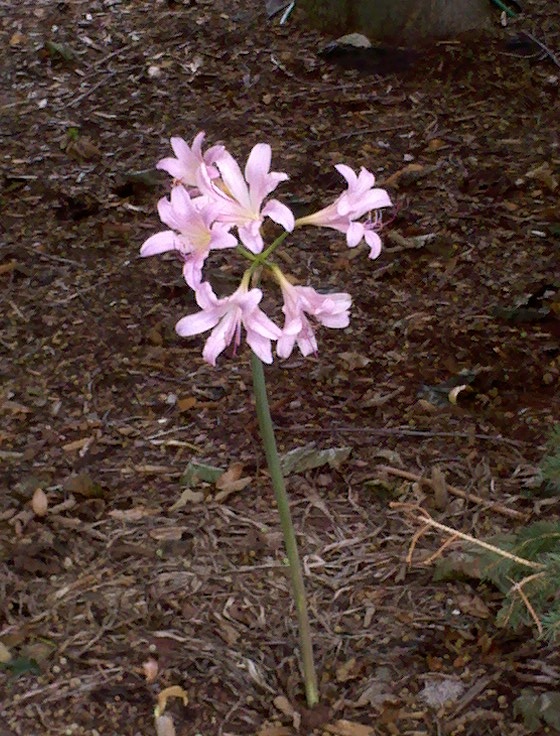Pewaukee Daily Photo Pink Lady
