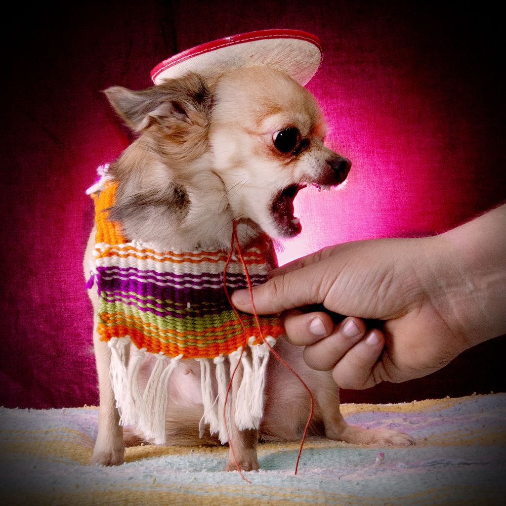 19. Chihuahua by Janice Sauce