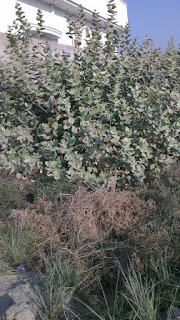 سنڌي پھاڪا ۽ چوڻيون: 2013