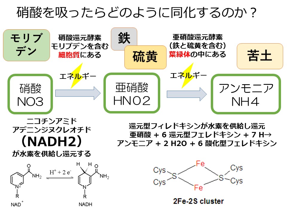 【即発送可能】 亜硝酸 アンモニアゼロ 徳用250mL シュリンプ 調整剤 関東当日便