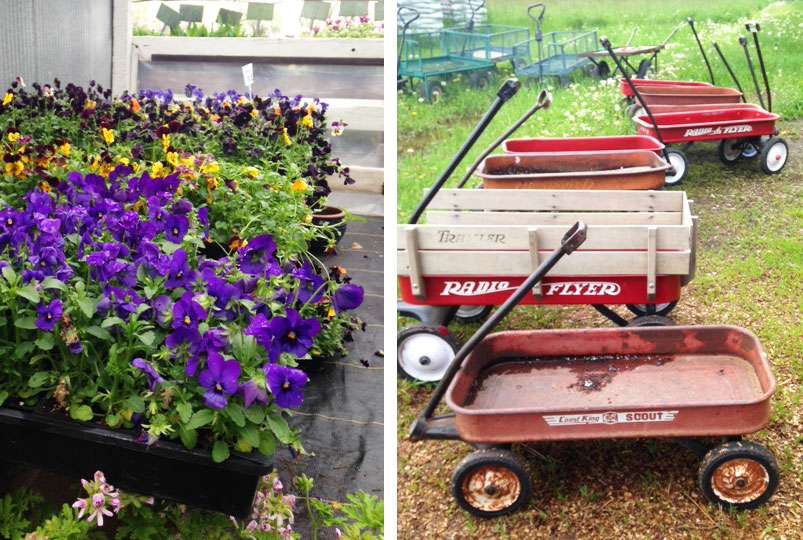 Blue Ribbon Farm Longmont 100 Things to do in Longmont, Colorado