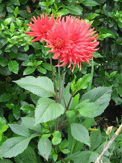 Dalias Flor en Segus (Francia)