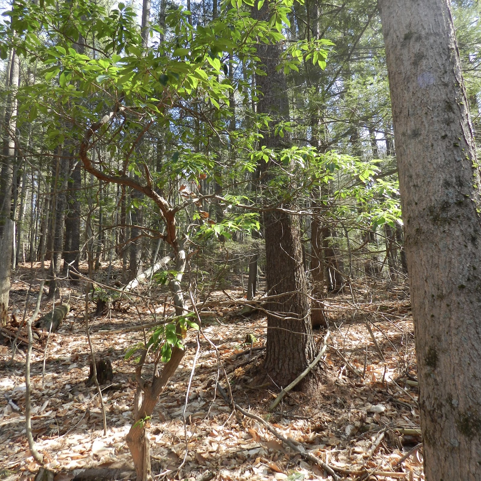 Friends of Buckland State Forest, MA (US) March 2016