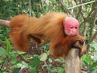 uakari monkey
