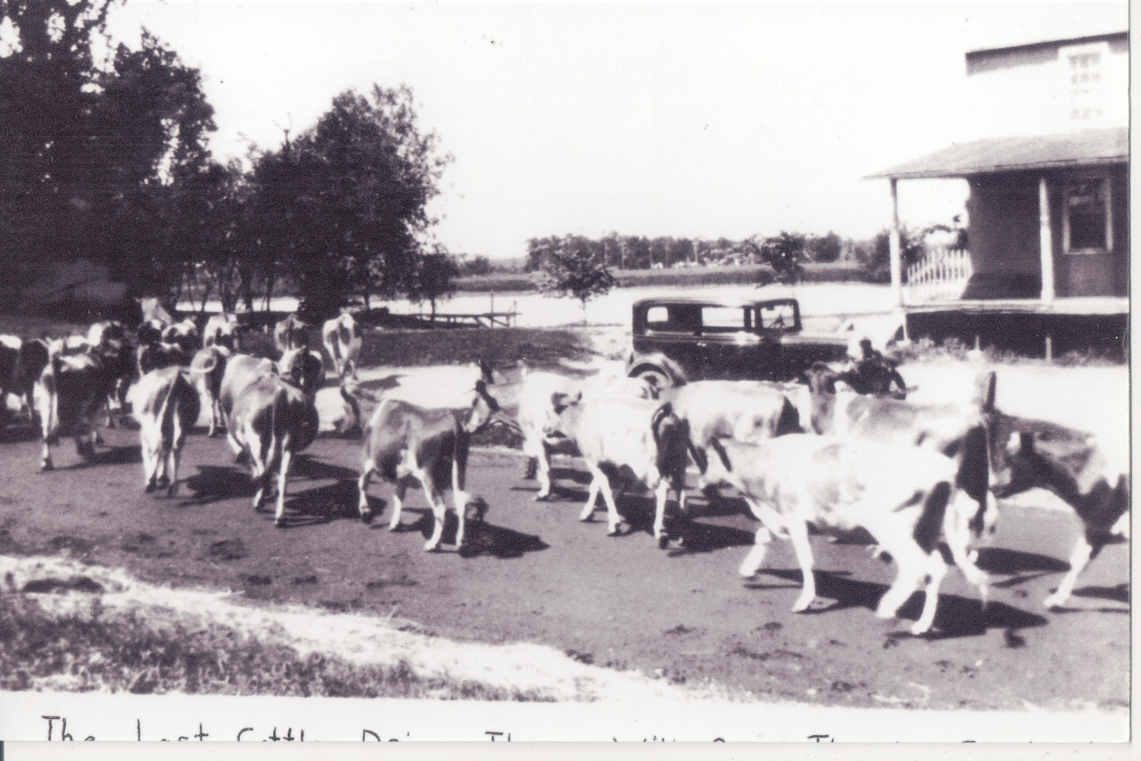 Pieces of Wild Rose, WI Area Genealogy and My Own Last Cattle Drive in