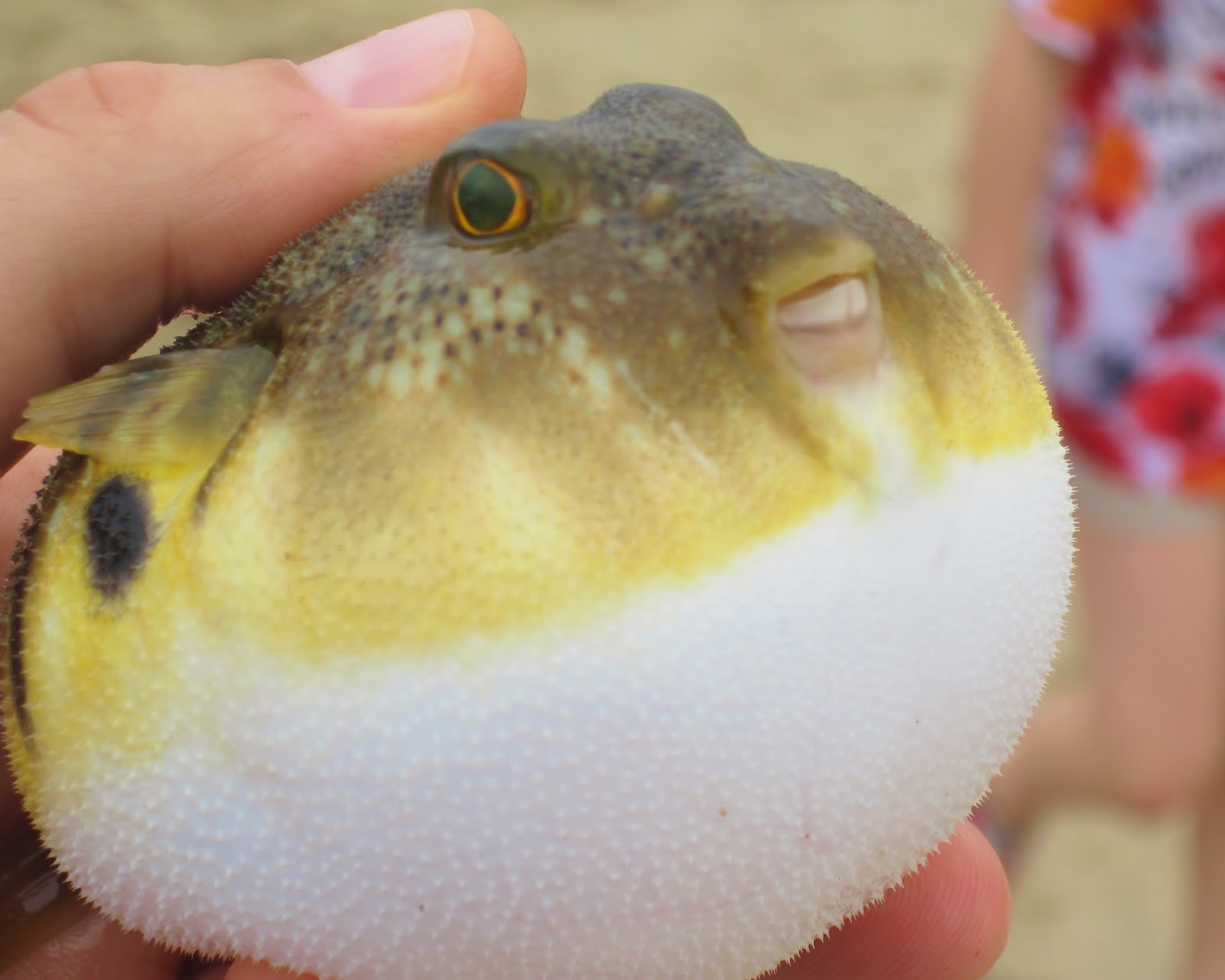 Nature on the Edge of New York City: Blow Fish Blowing in NY Harbor