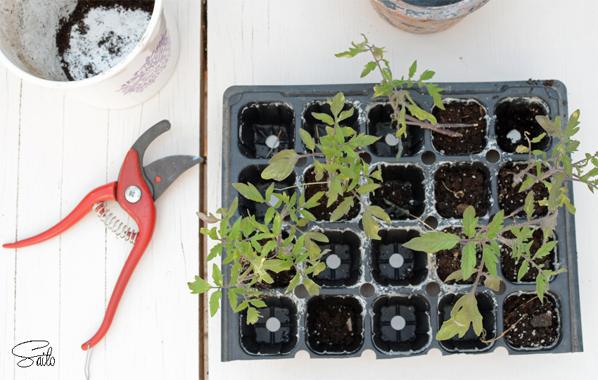 semilleros invernadero 