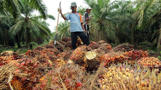 RUU Perkelapasawitan Dinilai Minim Urgensi dan Sarat Masalah RUU Perkelapasawitan Dinilai Minim Urgensi dan Sarat Masalah
