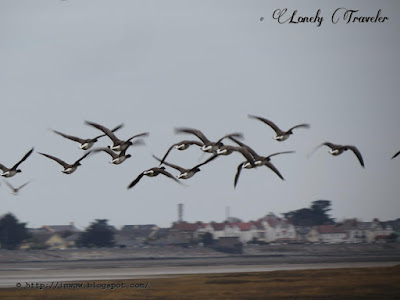 Brent goose - Branta bernicla hrota