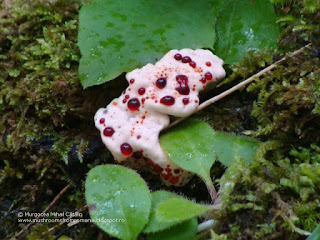 Hydnellum ferrugineum DSC146950