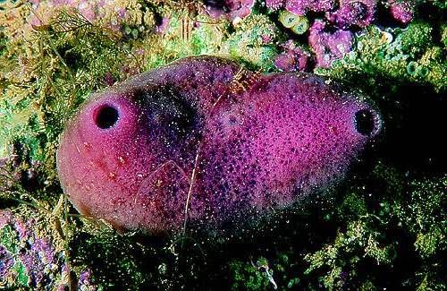 51 Contoh Gambar Hewan Filum Porifera Gratis