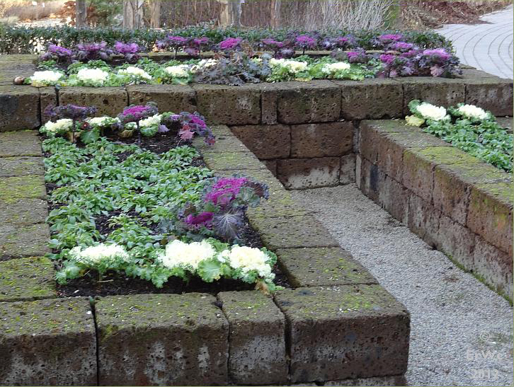 Berliner Landpomeranze Ein Berlin Gartenblog Alles Rund Ums