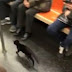 HASTA GATOS Y MAPACHES INVADEN EL METRO DE NUEVA YORK 