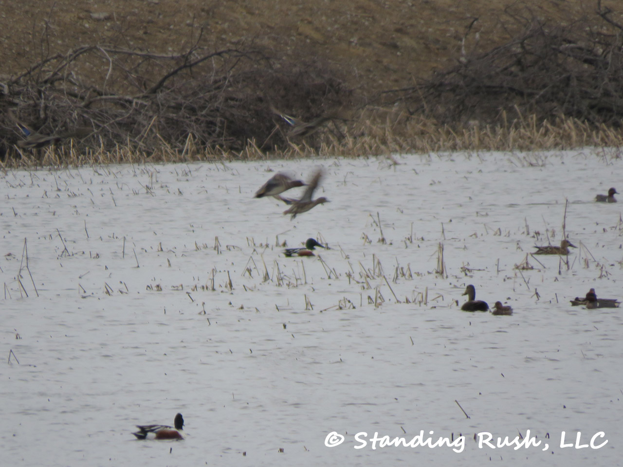 Moment in the Marsh Spring Ducks "Being Ducks"
