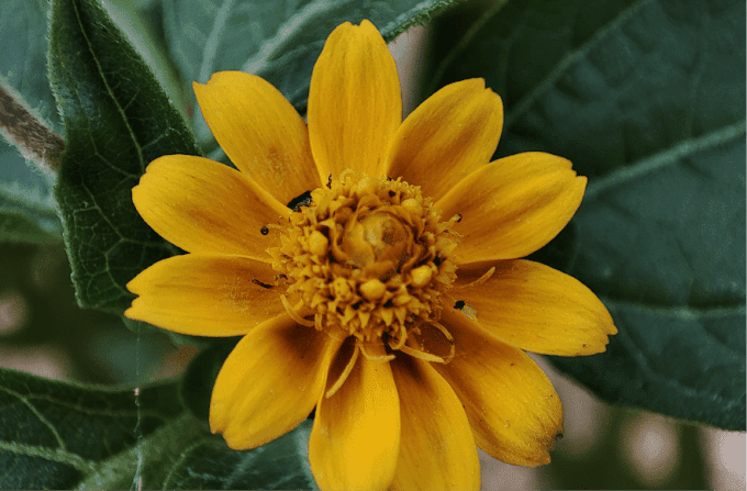 Gambar Bunga Matahari Kecil HD