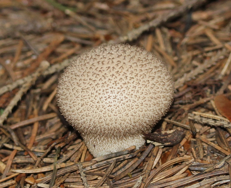 Naturwunder Pilze Flaschenstäubling