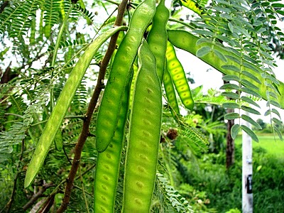 Buah-Buahan Tempatan Dari Desa - Relaks Minda