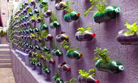 Berkebun Sayur Di Pekarangan Rumah ~ Kebun Kita