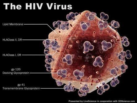 virus hiv virus yang menyerang kekebalan tubuh manusia belum ada obatnya