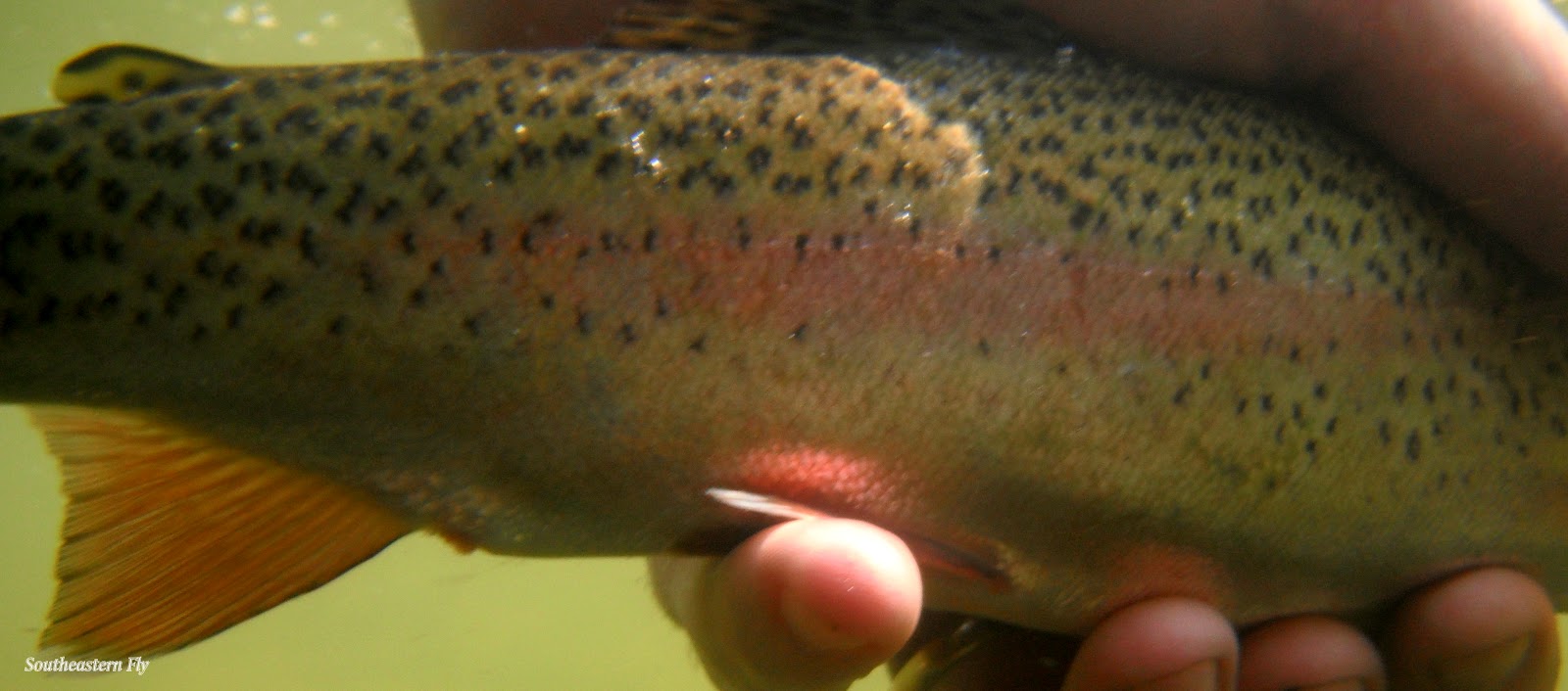 Southeastern Fly: Tennessee Trout Fishing Report
