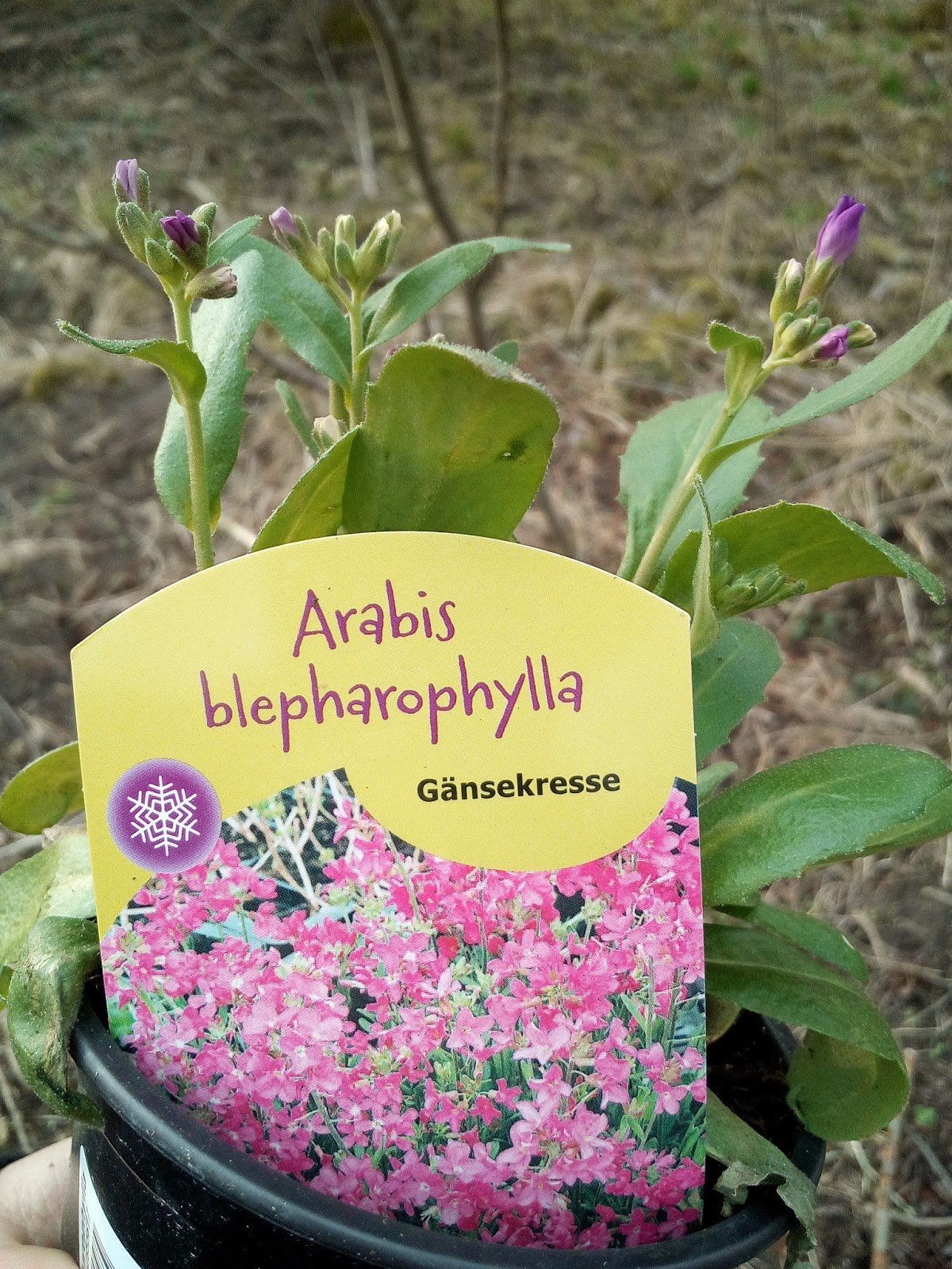 Lucy Und Rasselbande Testet 03 16 17