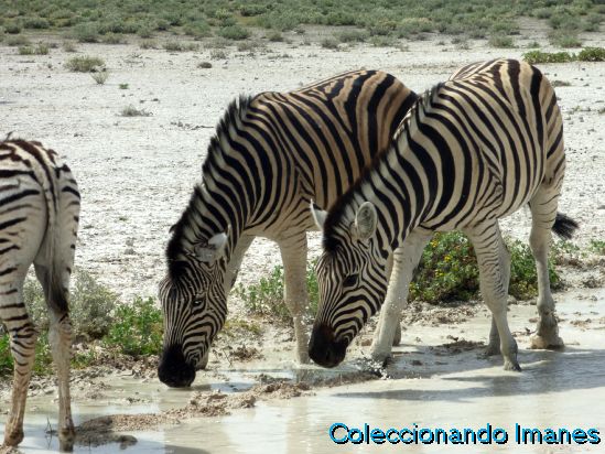 Etosha Animales Namibia Safari