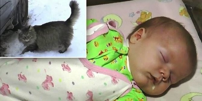 Seekor Kucing Liar Selamat Bayi