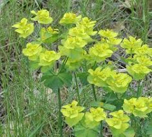 Plantes del nostre entorn