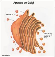 Complejo de Golgi