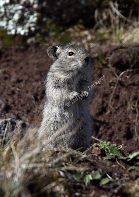 rata de blick Arvicanthis blicki