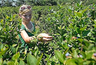 Tips on Growing Commercial Blueberries
