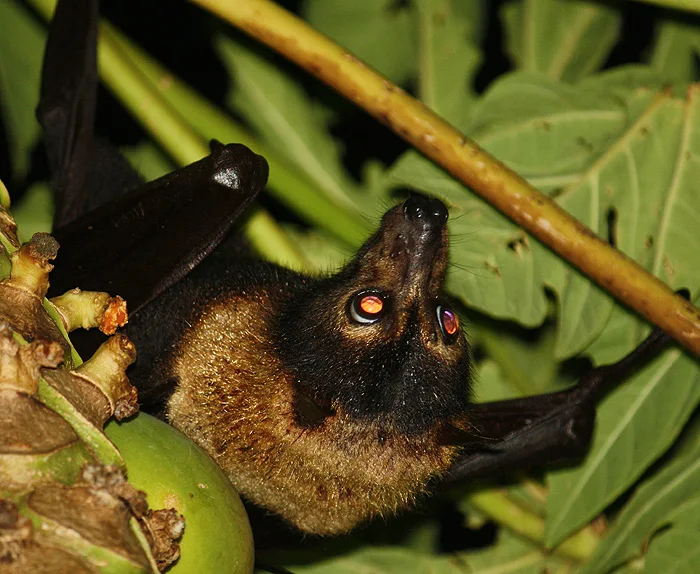 Australia's largest Bat