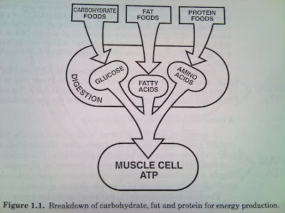 Nutrition for football: Macro-nutrients and energy production