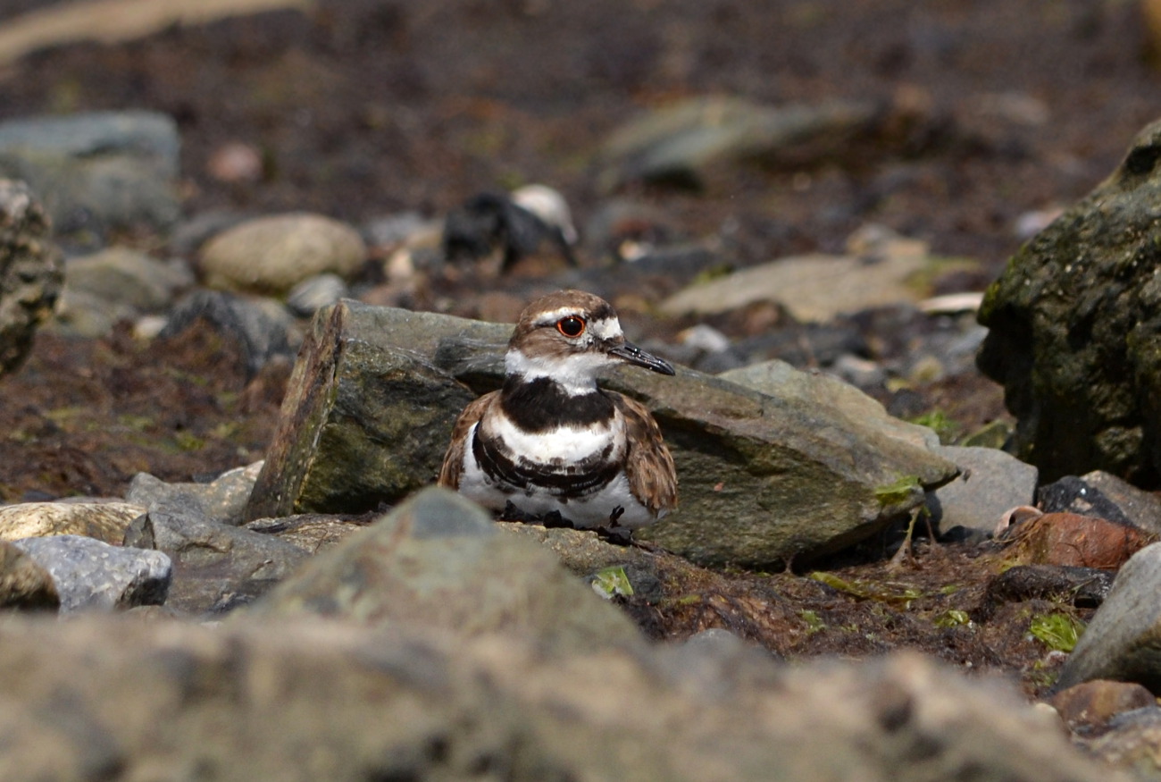 Woods Walks and Wildlife Baby Killdeer, Baby Deer, and a Brown
