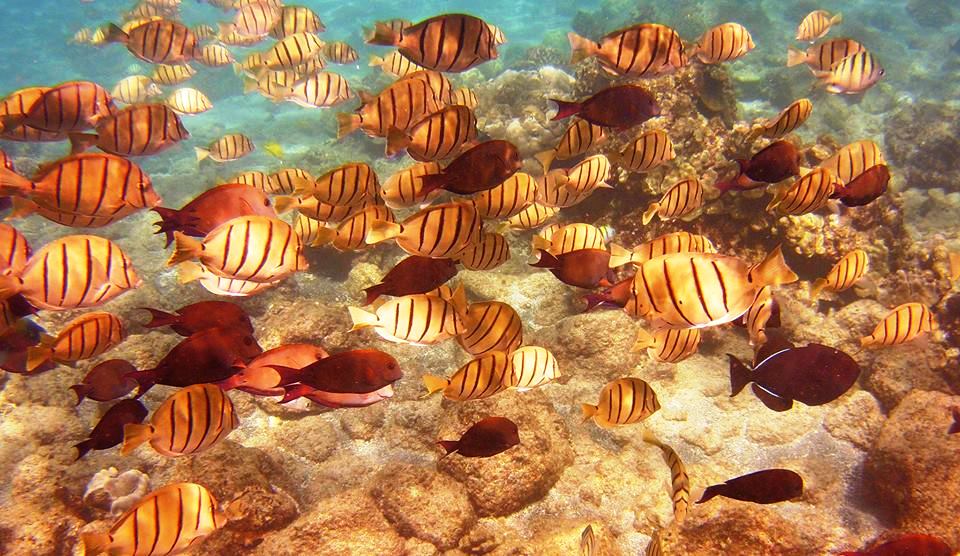 All Hawaii News October 2017